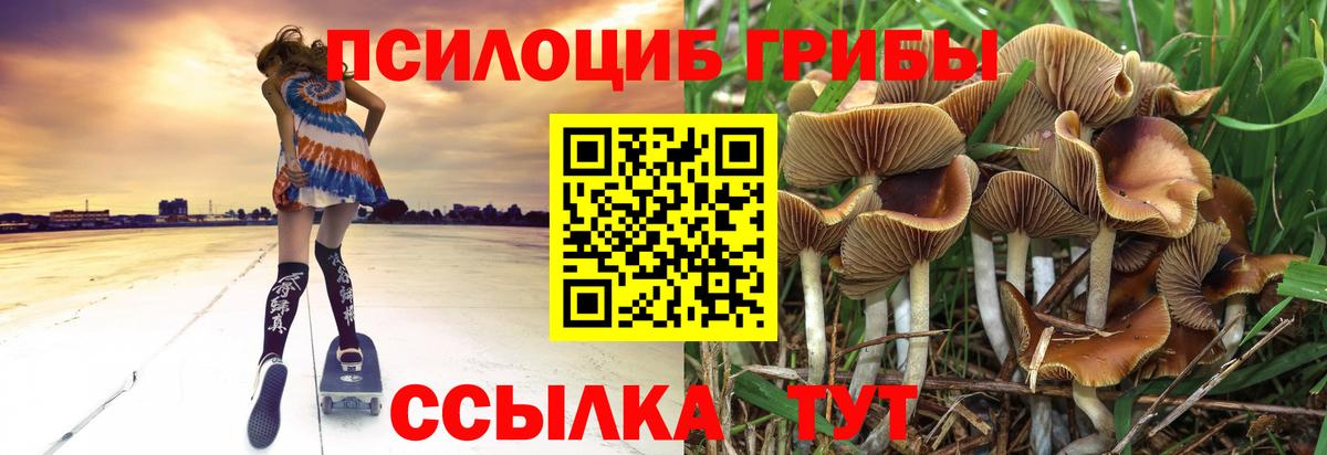 Псилоцибиновые грибы Psilocybine cubensis  Сибай 